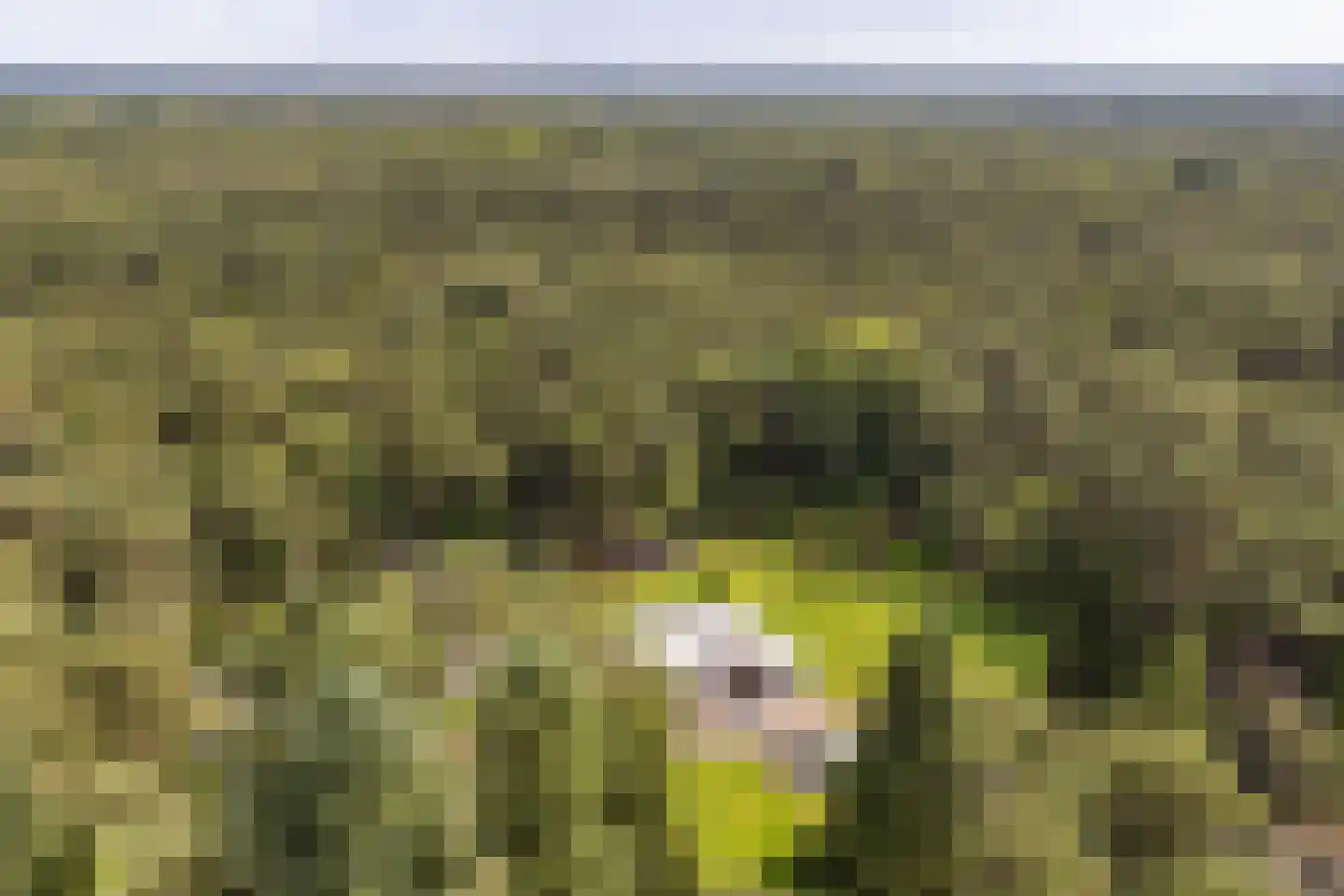 Moftbos 4 Bennekom thumbnail 78