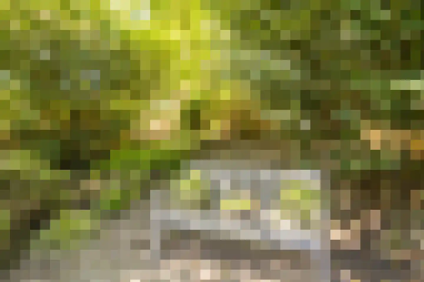 Mokkabruin 23 Zoetermeer thumbnail 24