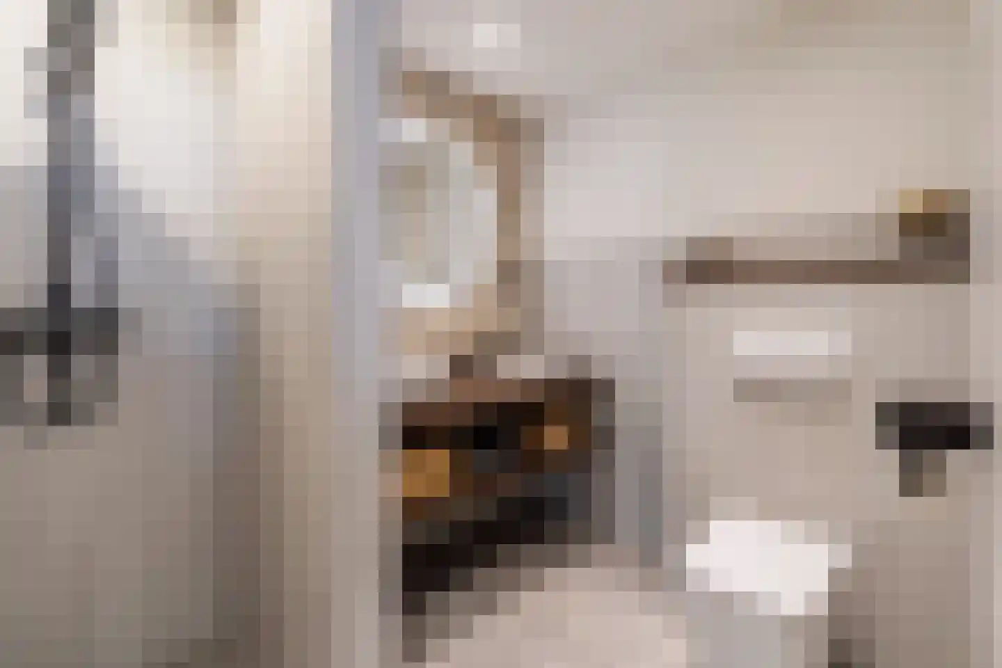 Mokkabruin 27 Zoetermeer thumbnail 23