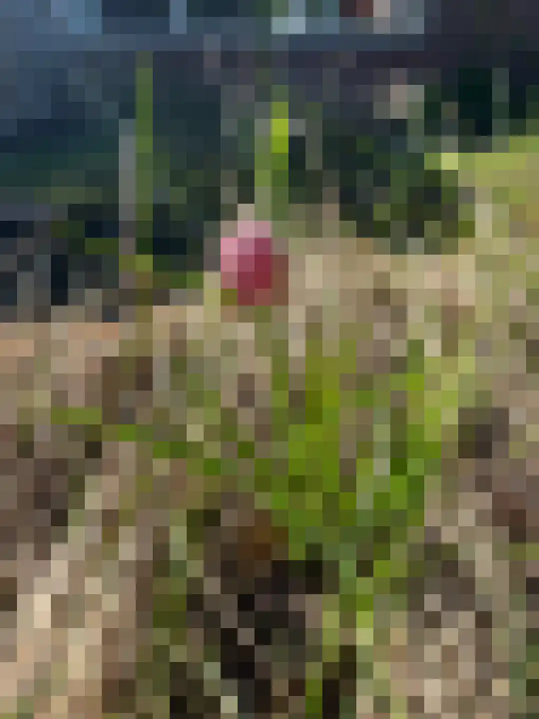 Mokweg 3 Den Hoorn thumbnail 29