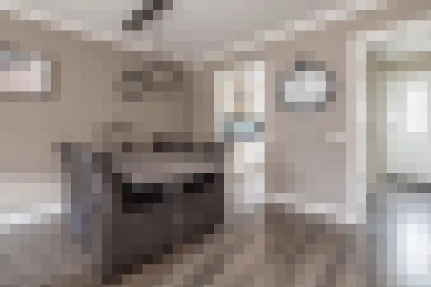 Molecaten 42 Barneveld thumbnail 8