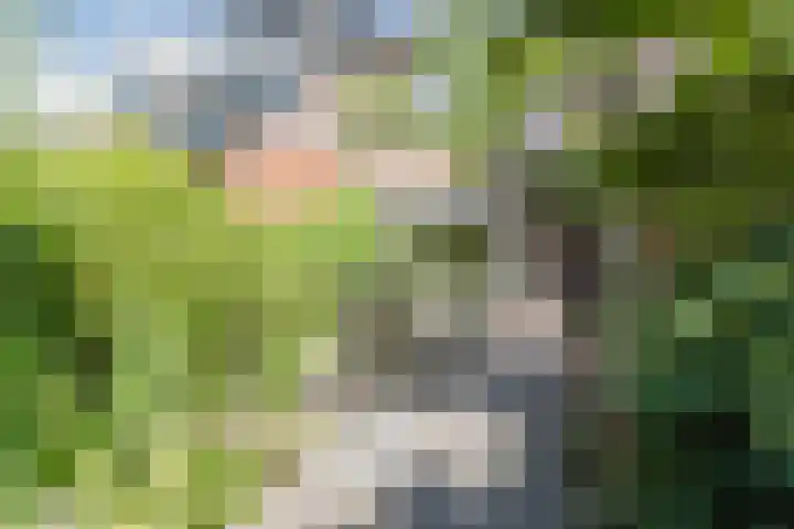 Molecaten 50 Barneveld thumbnail 26