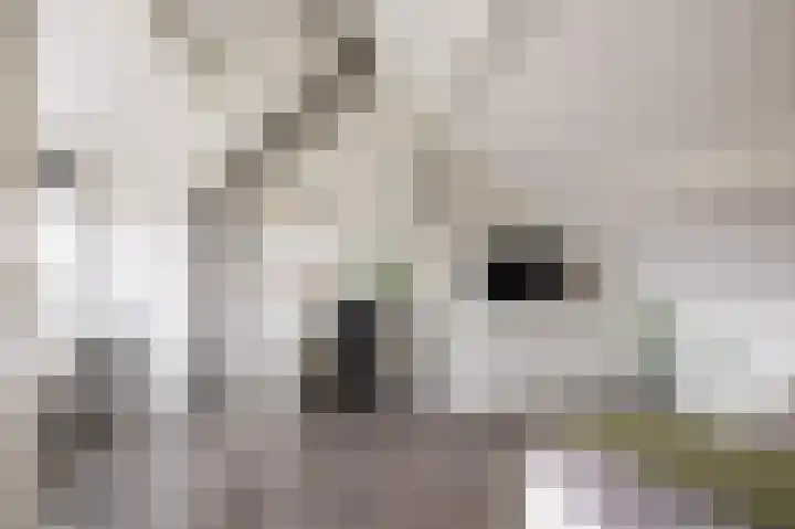Molefinne 29 Heeg thumbnail 39