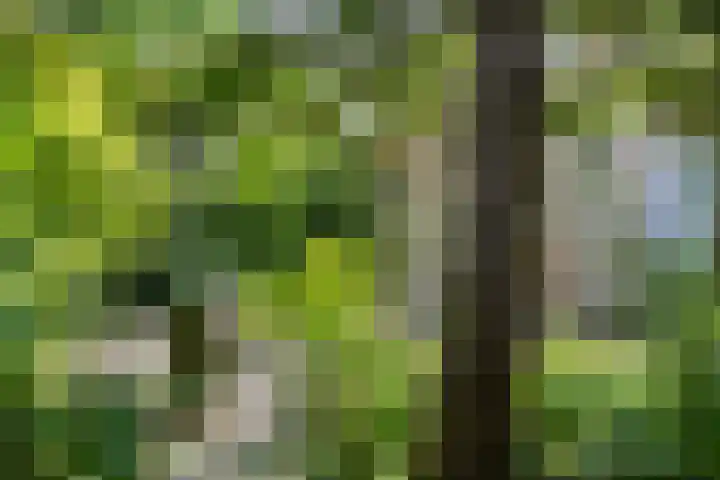 Molefinne 51 Heeg thumbnail 38