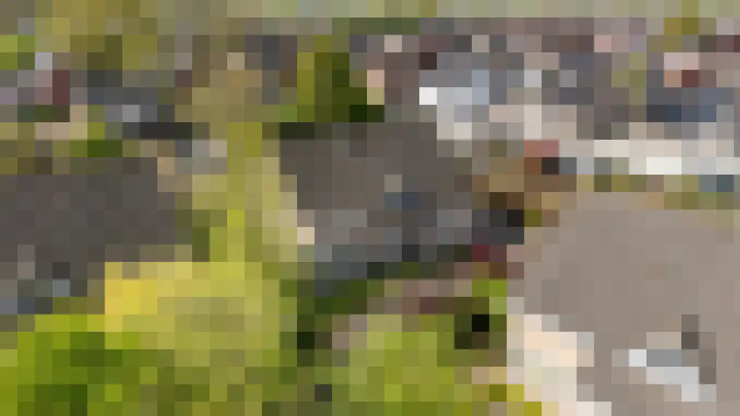 Molen De Beerstraat 24 Prinsenbeek thumbnail 42