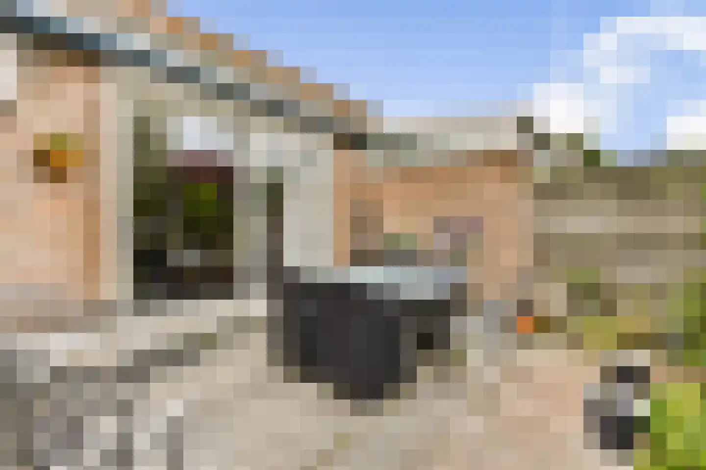 Molen 't Hert 24 Rhoon thumbnail 5