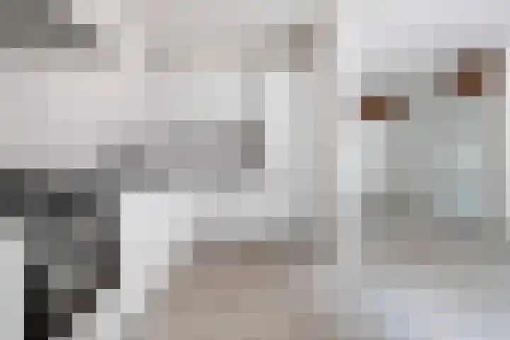 Molenaar 1 Groenlo thumbnail 9