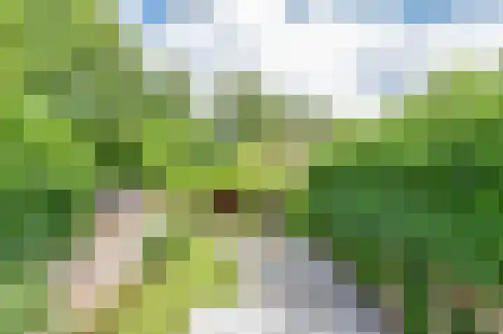 Molenaar 10 Laren thumbnail 21
