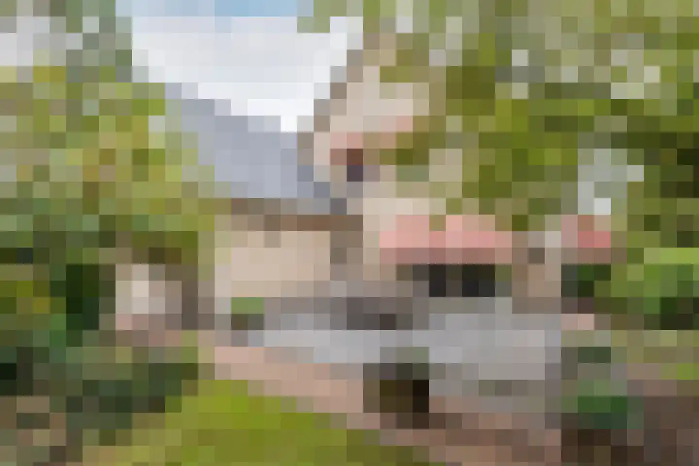 Molenbaan 8 A Sprundel thumbnail 27