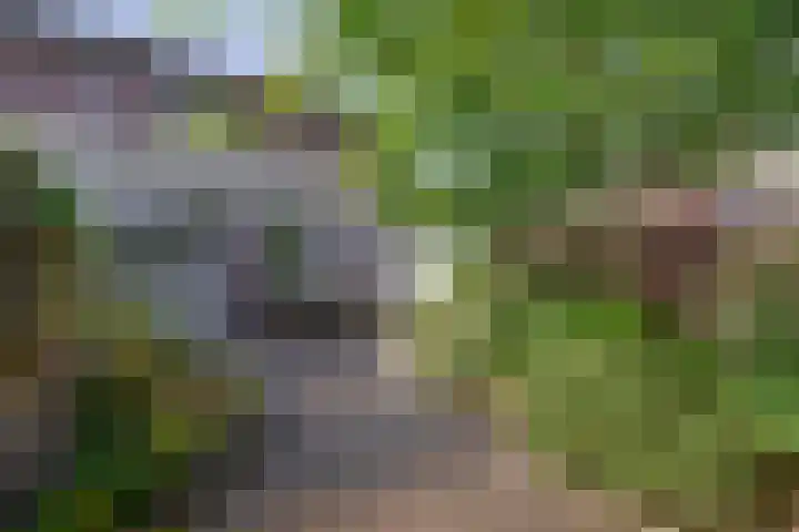Molenbeek 3 Tegelen thumbnail 4