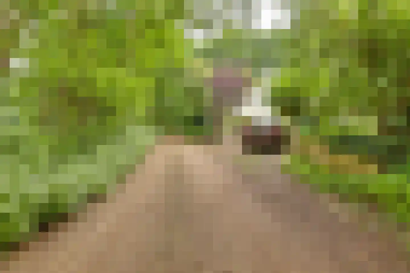 Molenbelterweg 34 Holten thumbnail 53