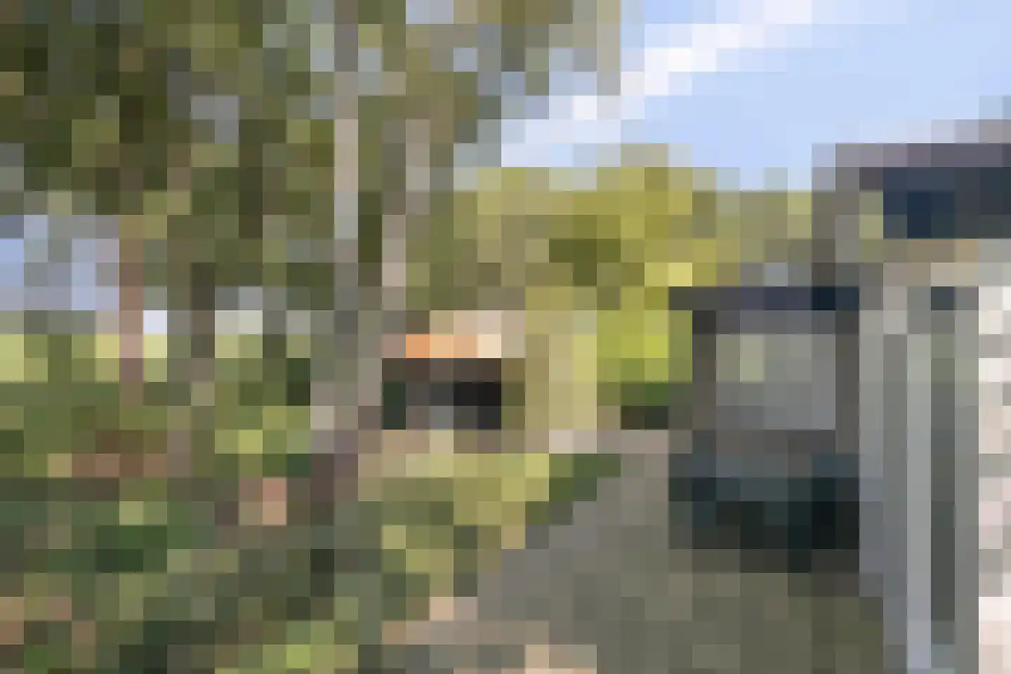 Molenbosch 79 Oldeberkoop thumbnail 6