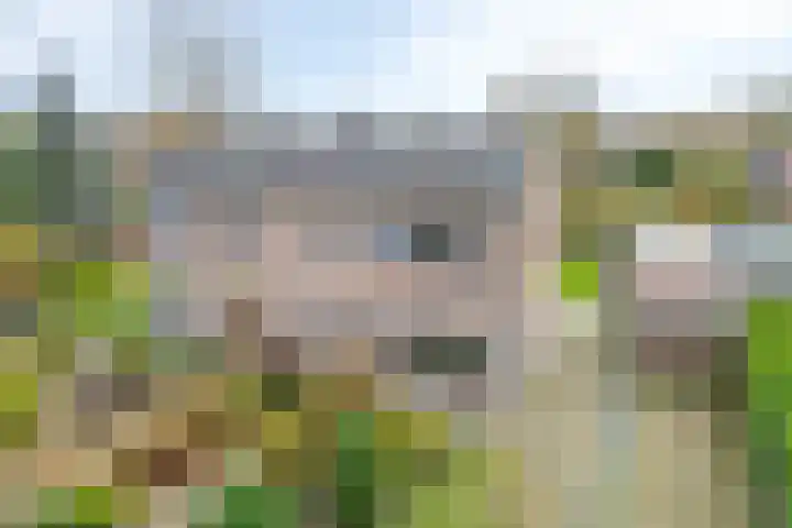 Molencamp 18 Rolde thumbnail 43