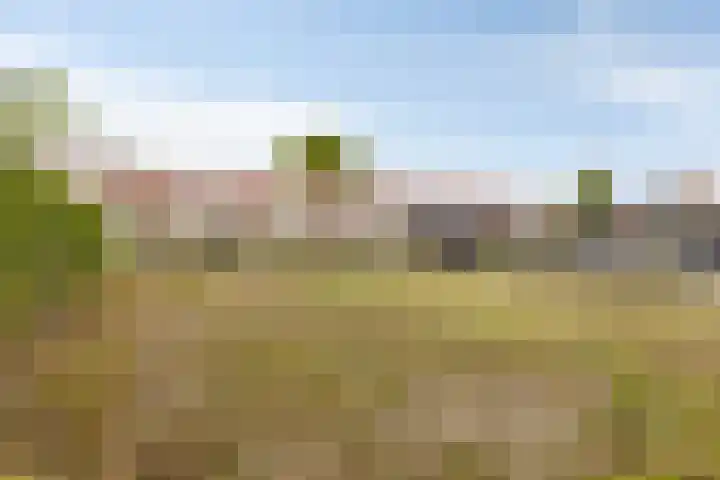 Molendijk 24 Nieuwe-Tonge thumbnail 36
