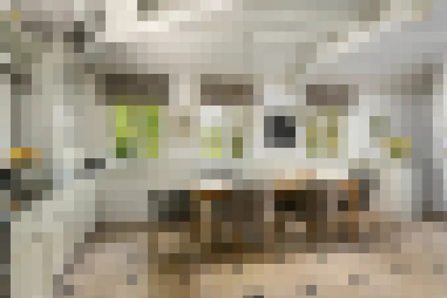 Molendijk 49 Klaaswaal thumbnail 37