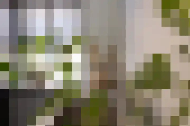 Molendijk 6 Nieuwe-Tonge thumbnail 8