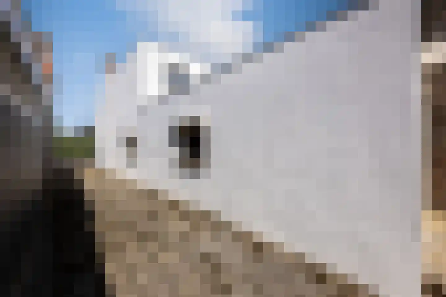 Molendreef 88 Ossendrecht thumbnail 42