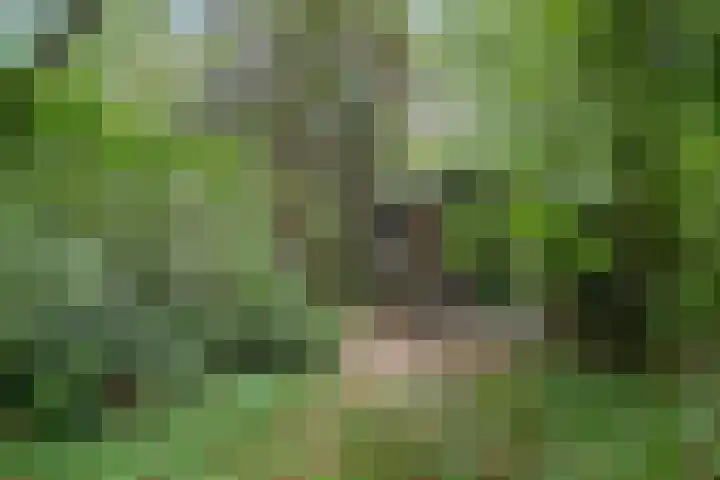 Molenduinen G 23 Norg thumbnail 22