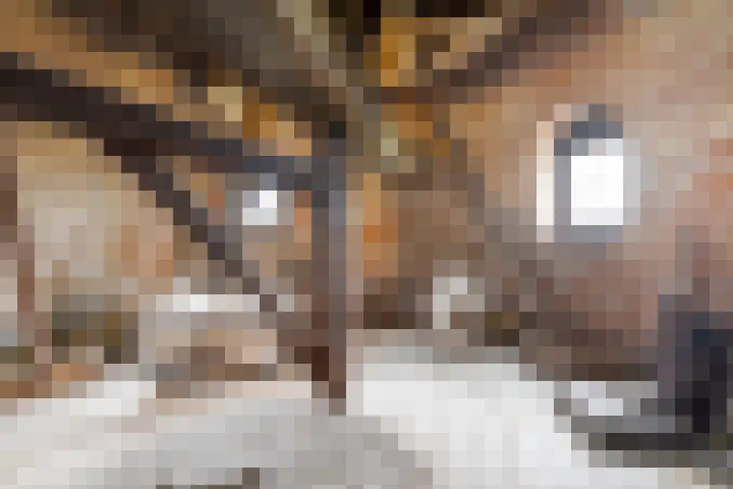 Moleneind 3 Chaam thumbnail 5