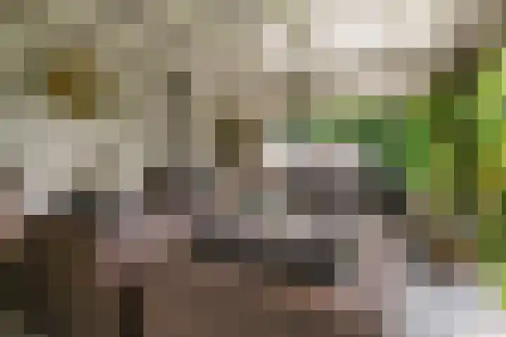 Moleneindsestraat 2 Hoeven thumbnail 61