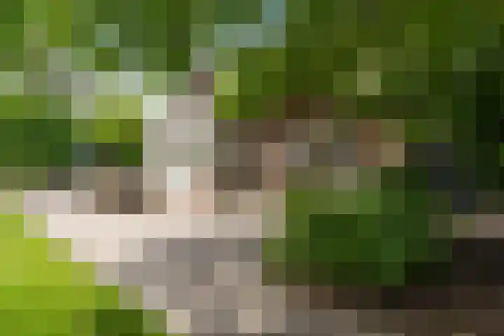 Moleneindsestraat 2 Hoeven thumbnail 62