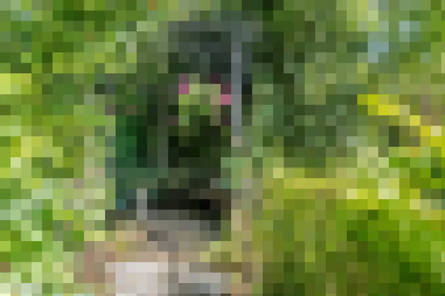 Moleneindsestraat 8 Hoeven thumbnail 57