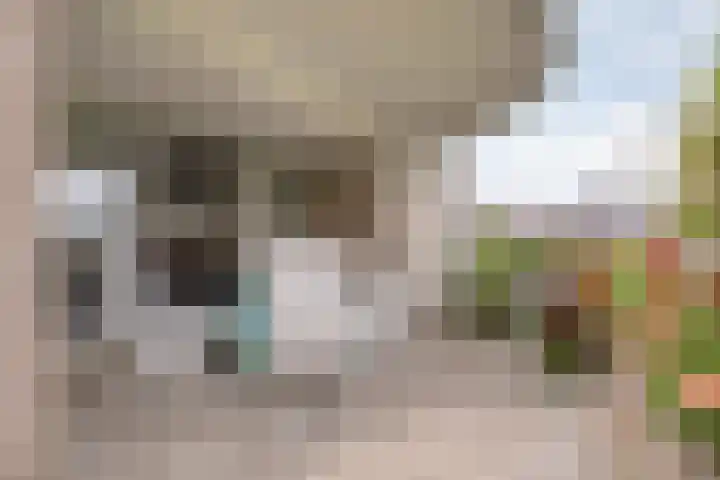 Molenerf 2 Ommen foto 3