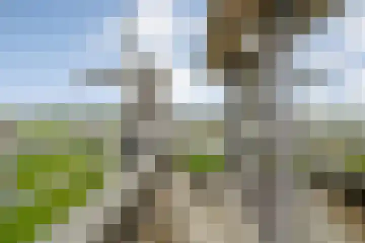 Molenerf 43 Ommen thumbnail 12