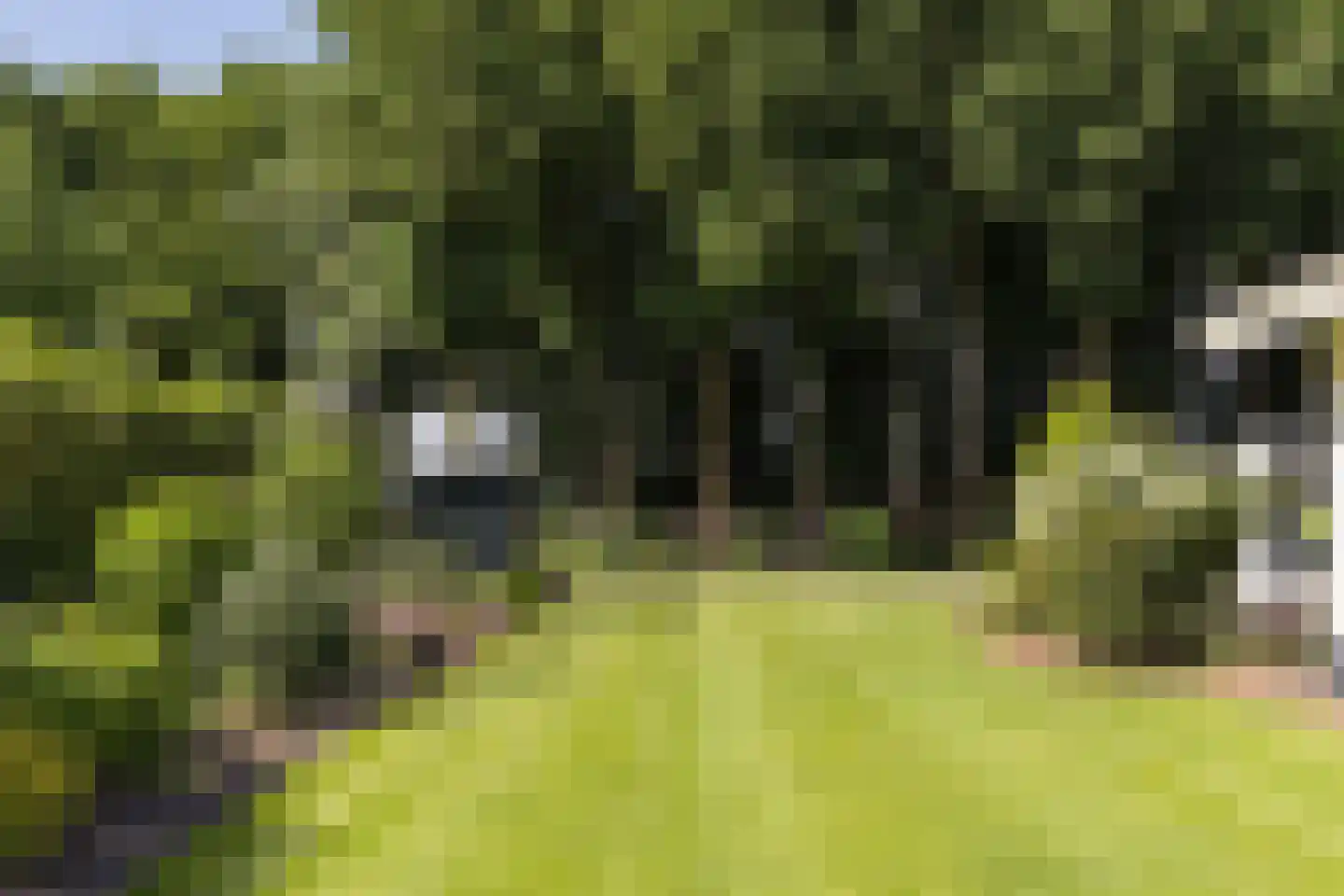 Molenesch 26 Delden thumbnail 6