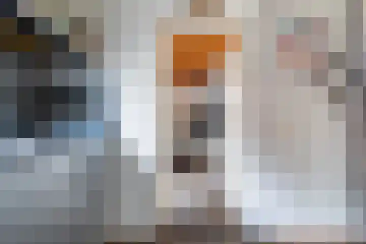 Molenfenne 5 Warfstermolen thumbnail 26