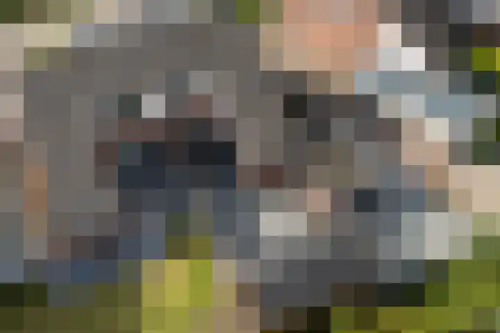 Molenfenne 5 Warfstermolen thumbnail 48