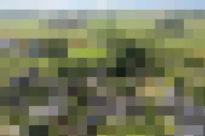 Molenfenne 5 Warfstermolen thumbnail 50
