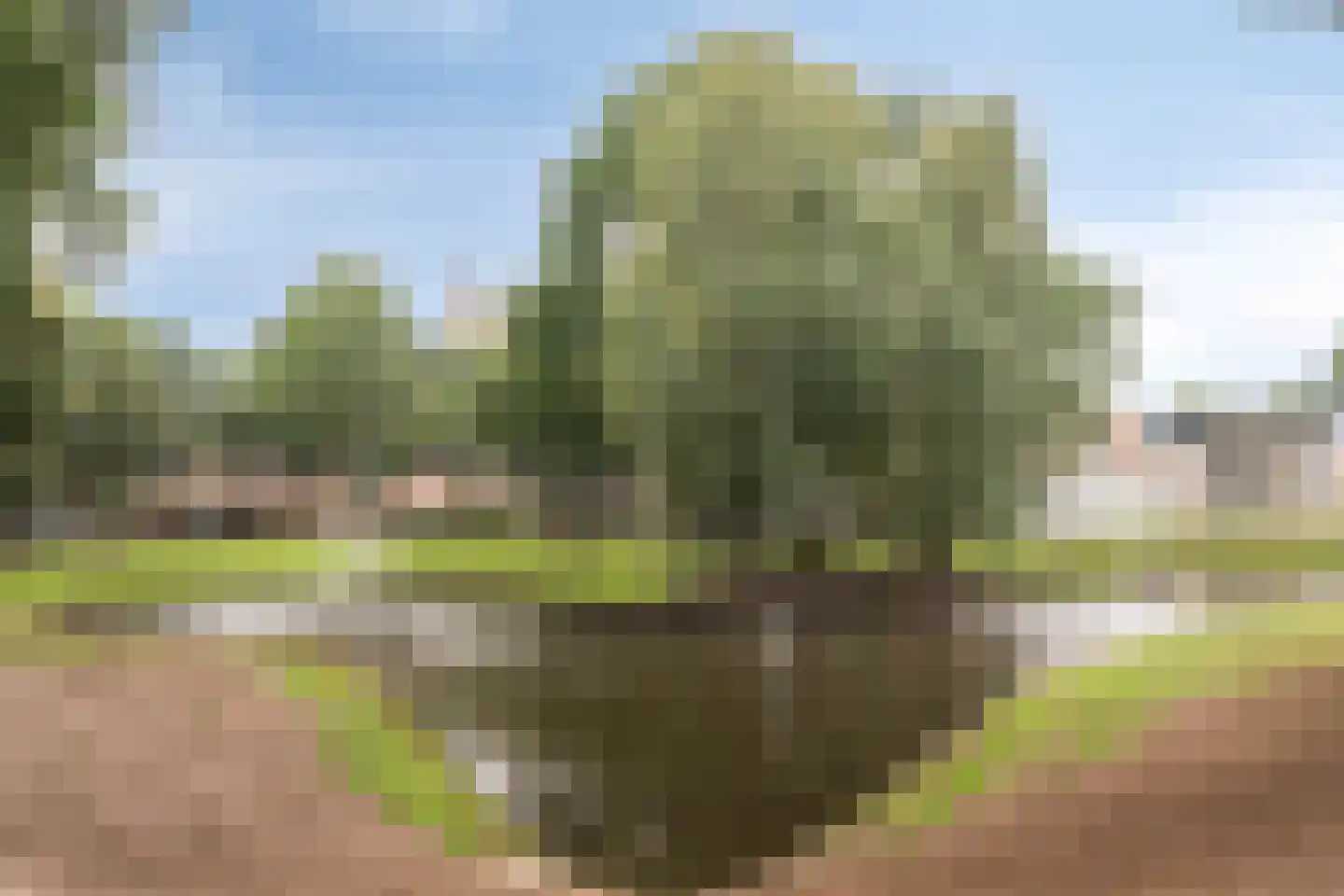 Molengraaf 11 Schaijk thumbnail 33