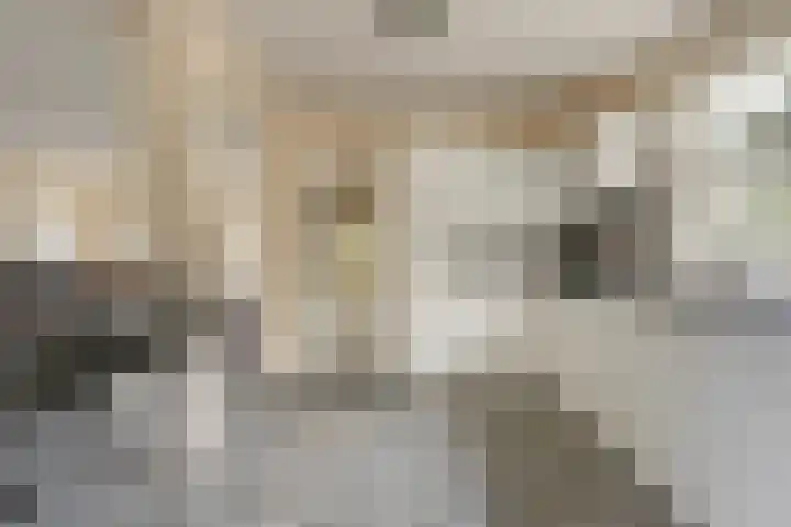 Molenheide 19 Soerendonk thumbnail 13