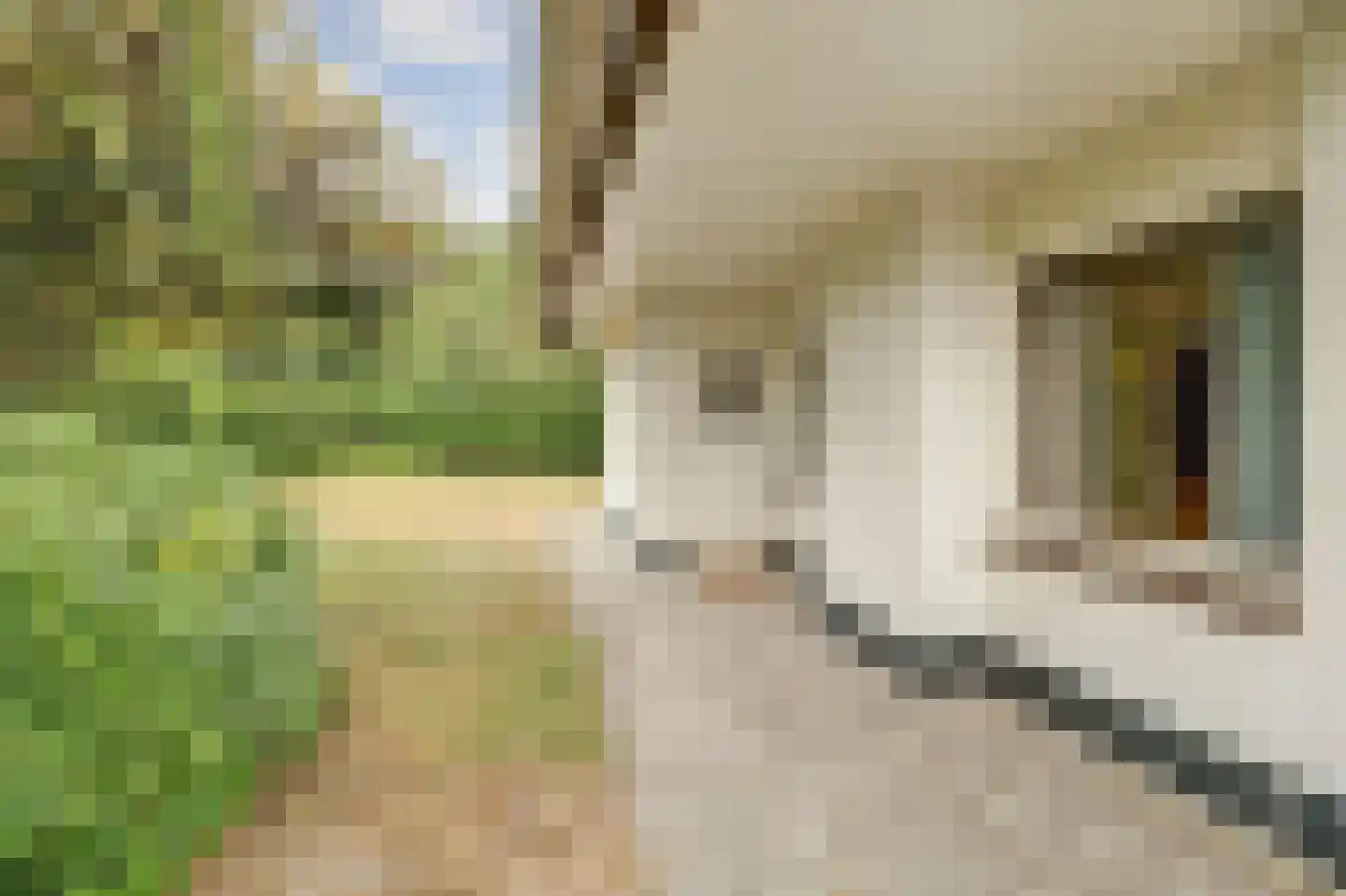 Molenhoeve 22 Renesse thumbnail 29