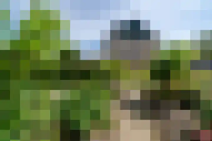 Molenhof 9 Avenhorn thumbnail 9