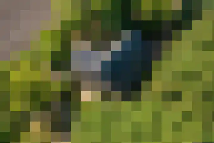 Molenkampweg 5 Vlagtwedde thumbnail 6
