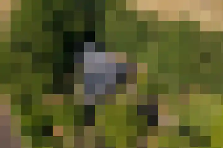 Molenkampweg 5 Vlagtwedde thumbnail 7