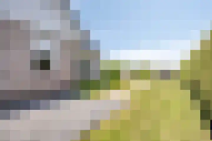Molenkolk 37 Boskoop thumbnail 48