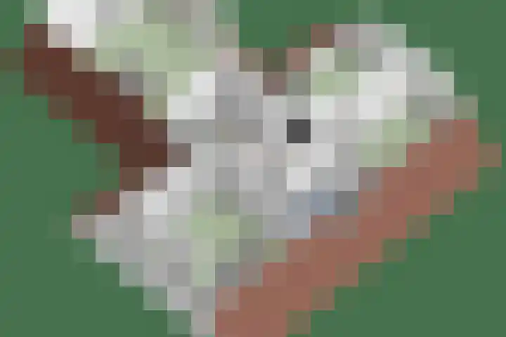 Molenkolk 37 Boskoop thumbnail 56