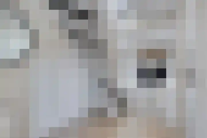 Molenkolk 37 Boskoop thumbnail 6