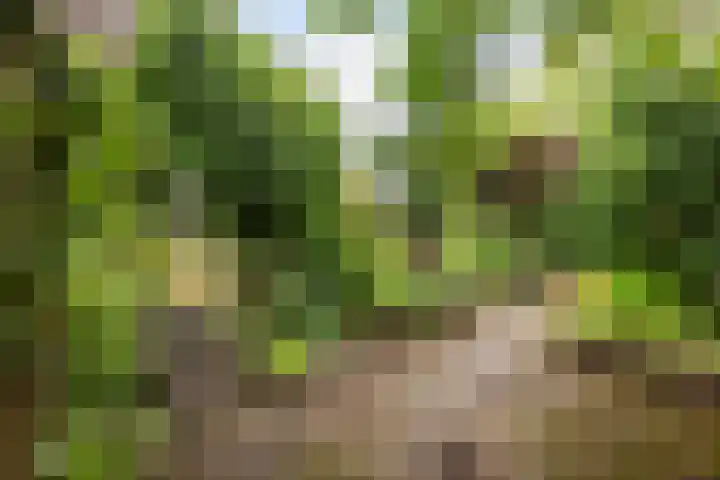Molenkreek 9 Zwolle thumbnail 34