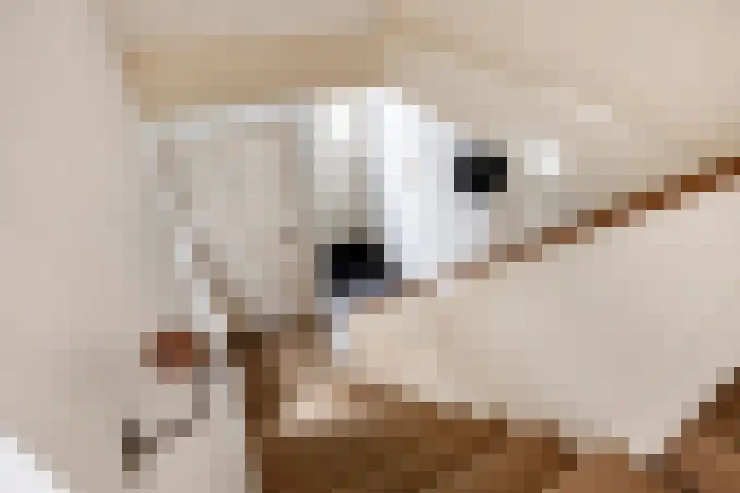 Molenlaan 31 Sommelsdijk thumbnail 33