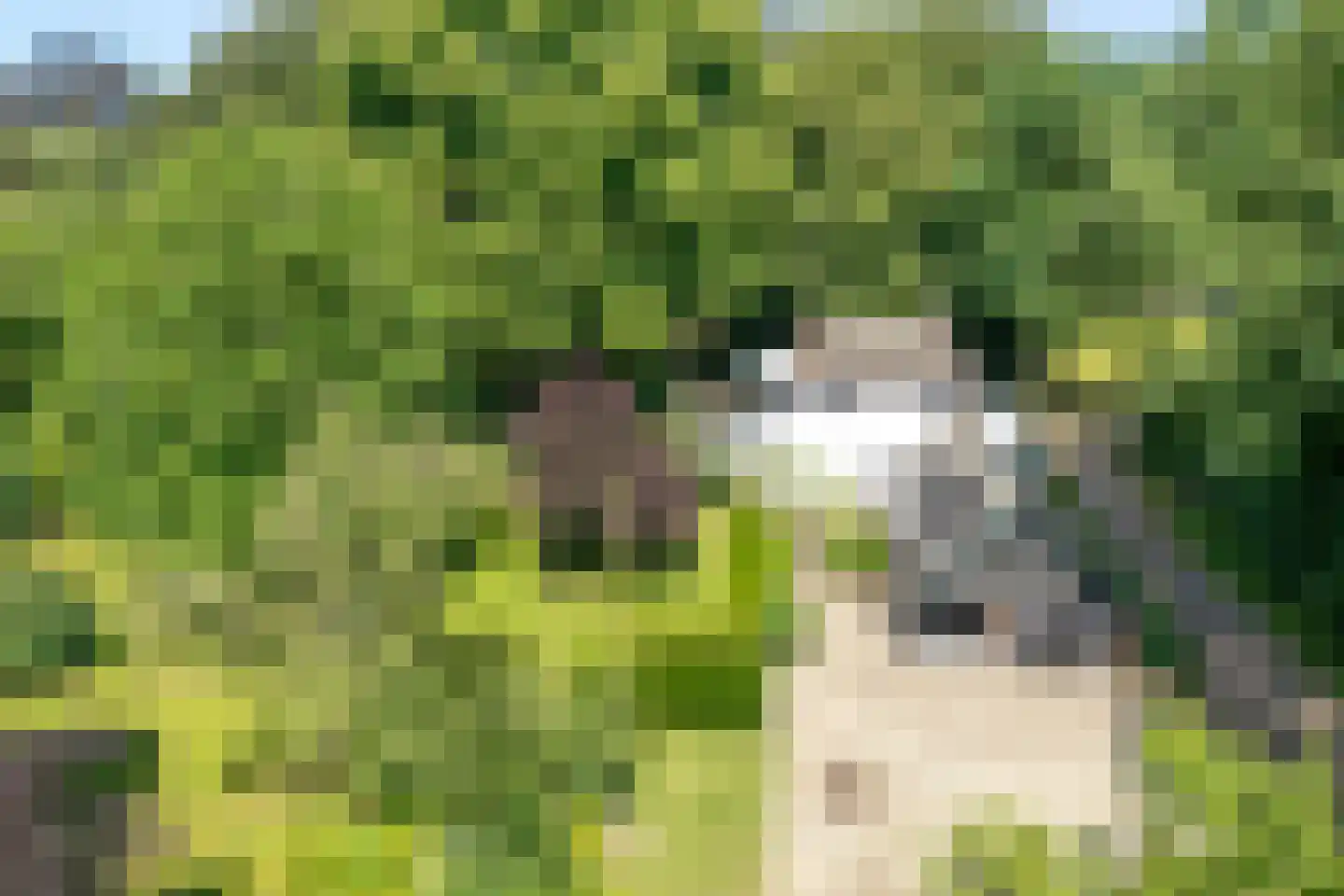 Molenlaan 4 Frederiksoord thumbnail 5