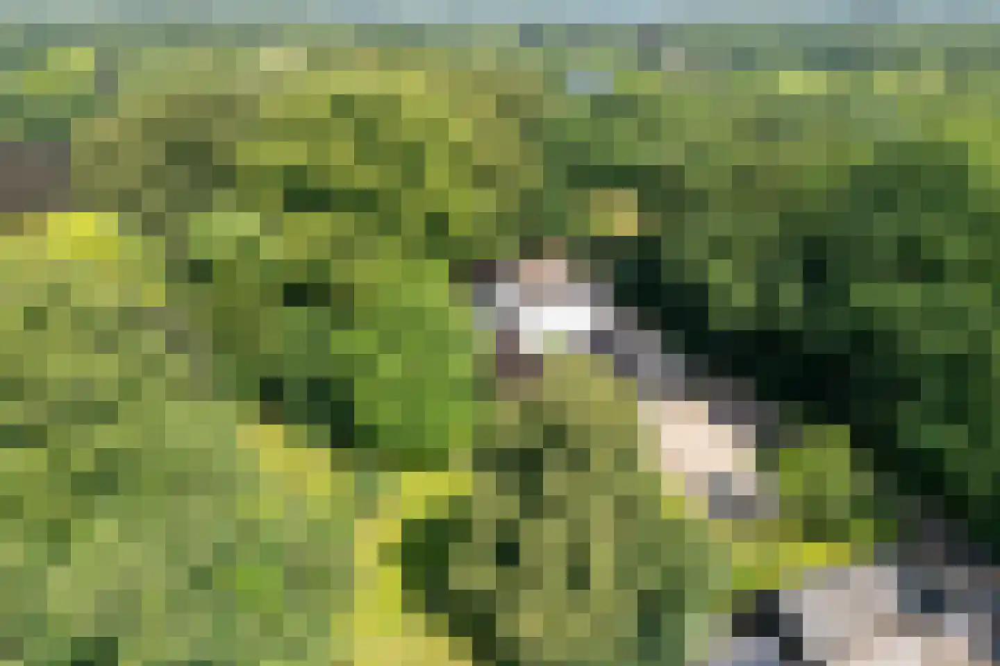 Molenlaan 4 Frederiksoord thumbnail 9