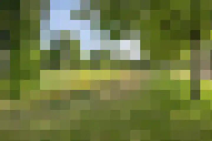 Molenlaan 9 Dinteloord thumbnail 57