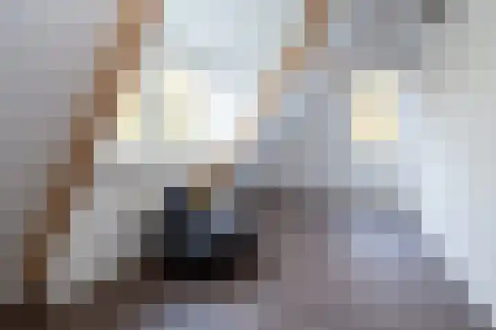 Molenmakerslaan 70 Voorthuizen thumbnail 32