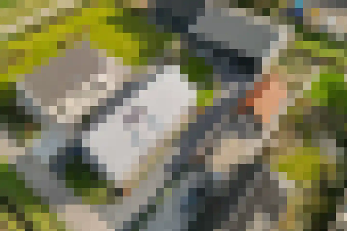 Molenpad 7 Kamperland thumbnail 46