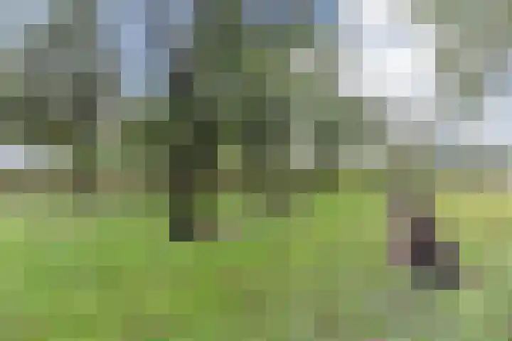 Molenschotsedijk 3 Gilze thumbnail 50