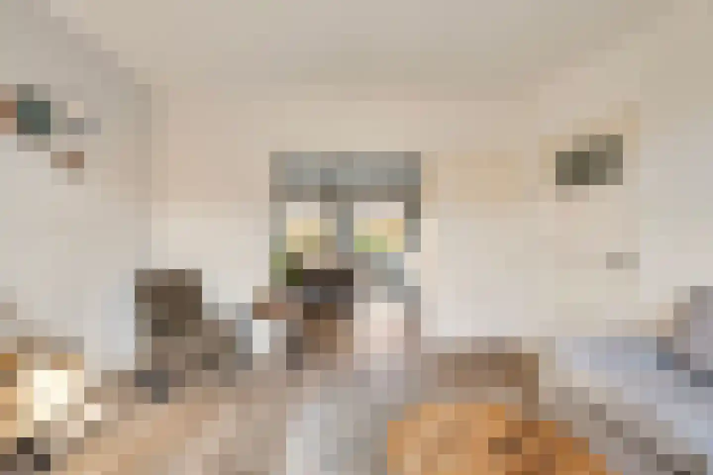 Molensingel 92 Rotterdam thumbnail 18